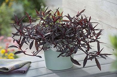 《山海旅人》推出全新DLC“夜行柳渡” 3月11日发售